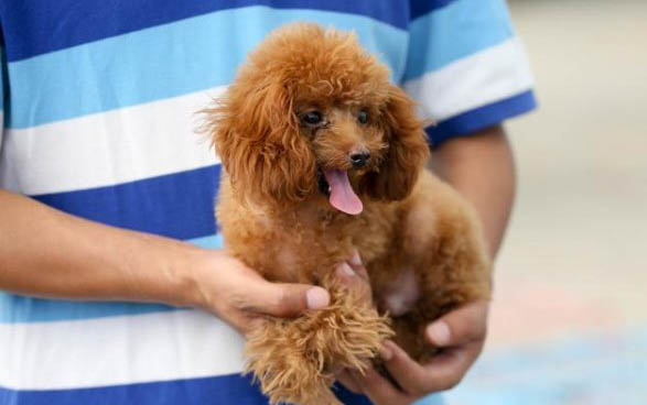 貴賓狗不可以吃什么