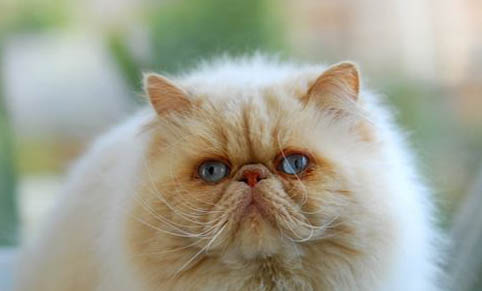 波斯貓一年生小貓幾次