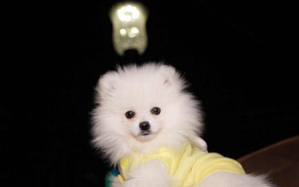 博美犬幾個動作說明它愛你