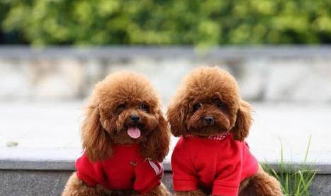 怎么樣給貴賓給毛