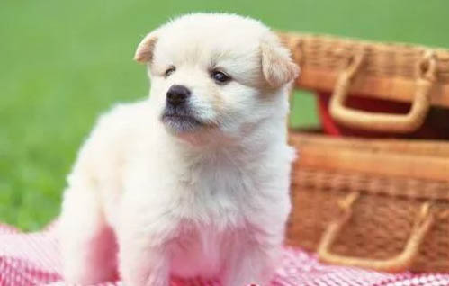 狗狗可以一半狗糧一半米飯嗎