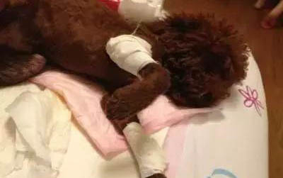 狗狗打預防針注意事項