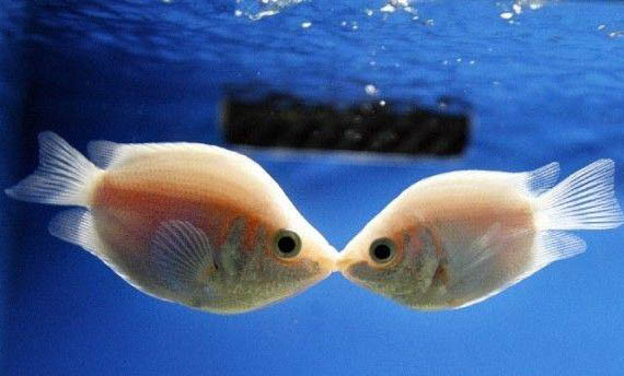 飼養接吻魚需要注意什么