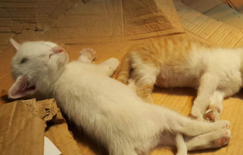 怎么刺激小奶貓排便