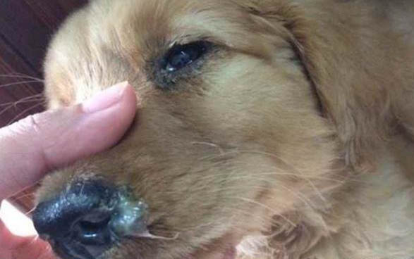 12種最適合懶人養的狗狗