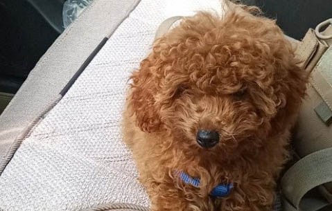 泰迪犬多大打疫苗