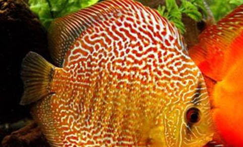 冷水魚有哪些品種？
