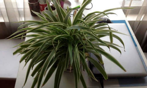 吊蘭對貓有毒嗎?