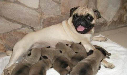 母犬絕育多久恢復