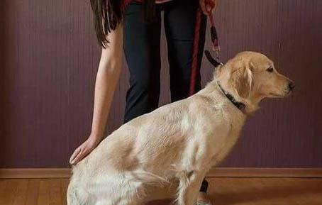 為什么狗狗會看家護院啊