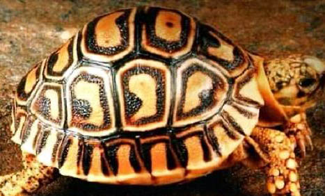 豹龜拉稀怎么辦