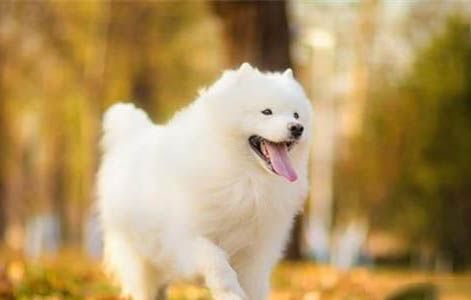 狗狗啃腳丫是怎么回事