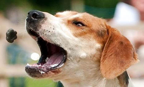 美國獵狐犬性情怎么樣啊
