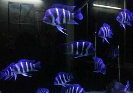 短鼻六間魚多少錢