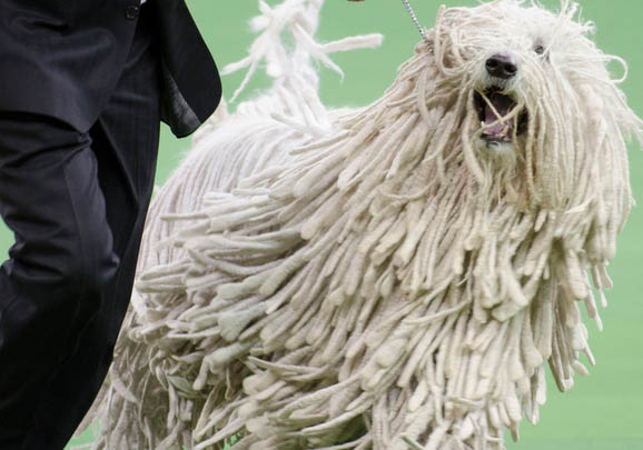 可蒙犬眼睛有眼屎的原因及處理方法