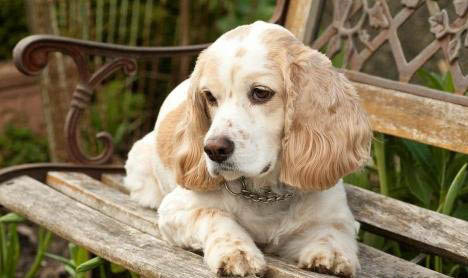 可卡犬多少錢一只?