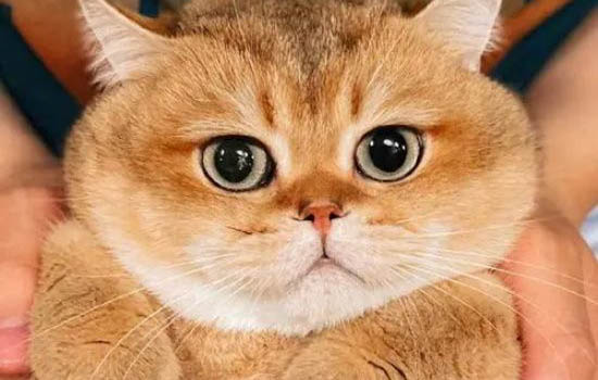 一只藍金漸層藍金大概多少錢