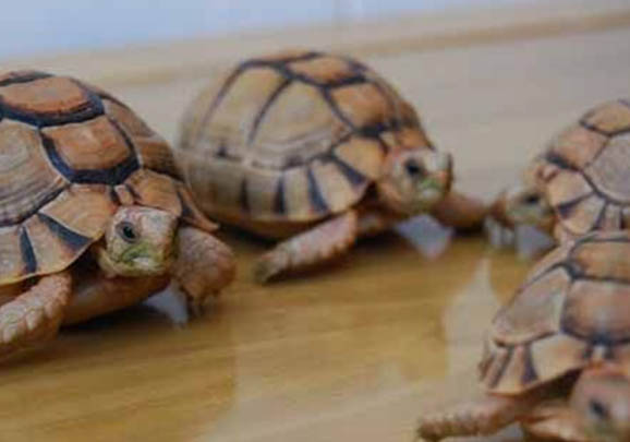 埃及神仙魚混養注意事項