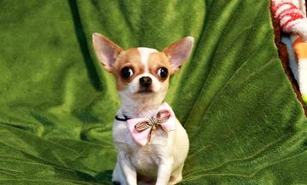 吉娃娃犬幾個月定型