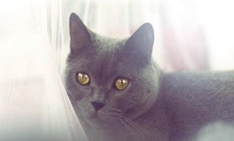 千萬別養英國短毛貓的原因是什么