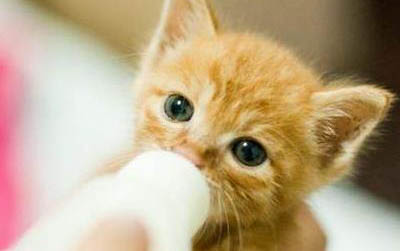 小貓一只眼睛分泌物多的原因