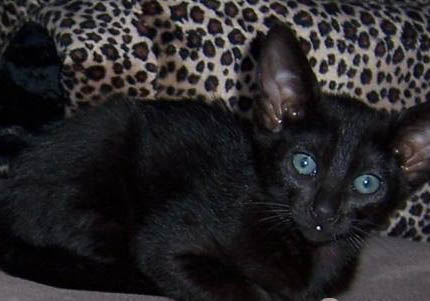 哈瓦那棕貓打噴嚏的原因及處理方法