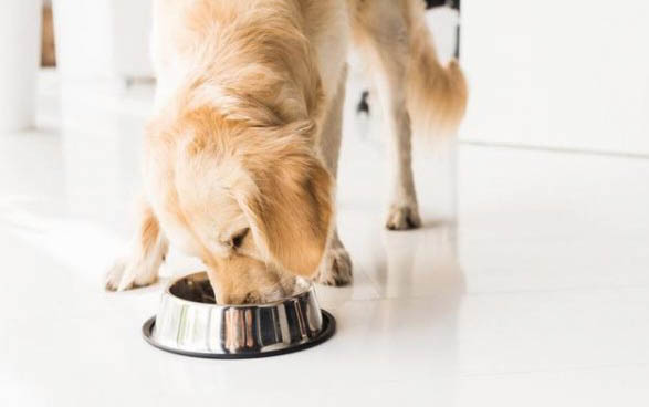 如何給金毛犬驅蟲