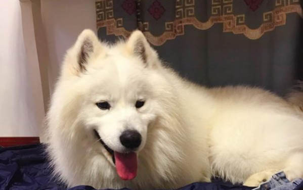 狗得庫欣綜合征能活多久啊