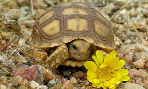 寵物龜常見皮膚病治療系列之疥瘡病