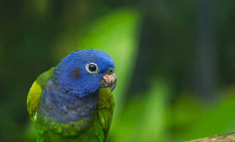 鸚鵡孵蛋老是跑出來怎么辦