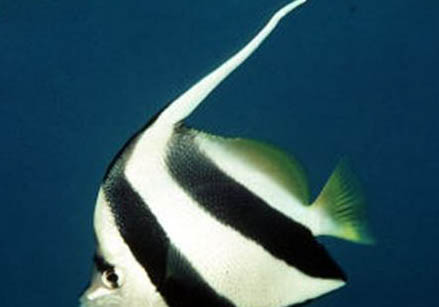 紅綠燈魚可以活多久