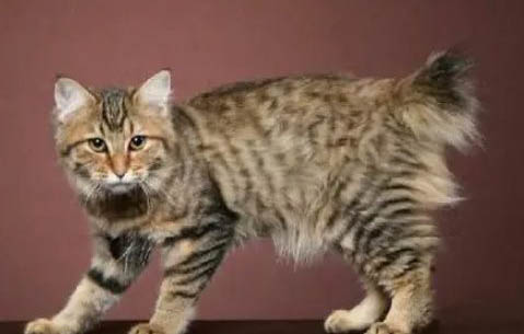 美國短尾貓舌頭紫色的原因及處理方法