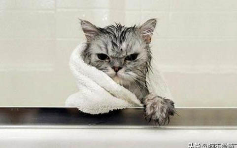 小貓老是打噴嚏的原因及處理方法