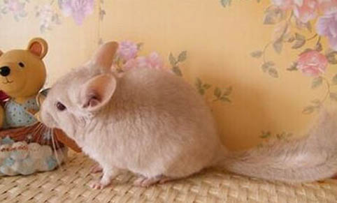 龍貓可以活多久