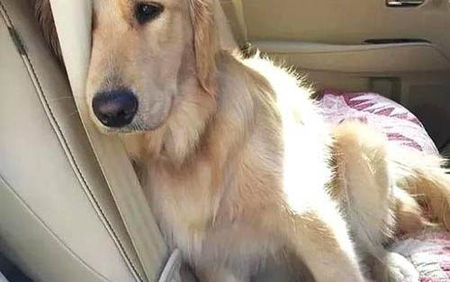 如何讓狗狗安靜