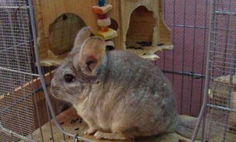 龍貓為什么養不熟?