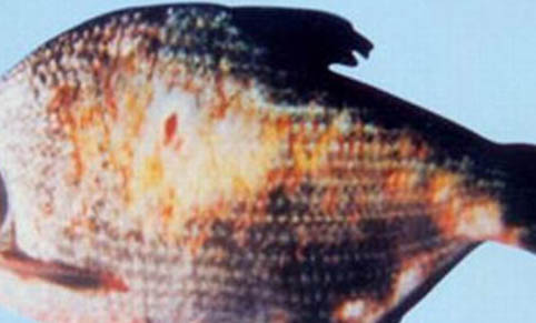 釣魚蛇能咬死人嗎