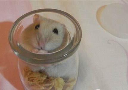 奶茶倉鼠壽命