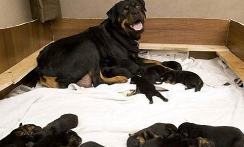 母犬下狗沒(méi)奶的原因及處理方法