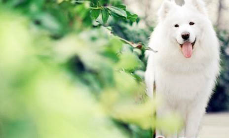 牛肝狗狗可以長期吃嗎