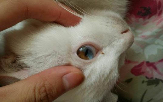 貓多久能適應新環境生活