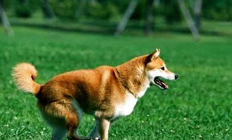柴犬和小黃土狗的區(qū)別?