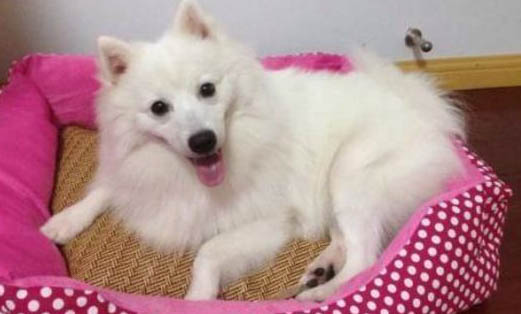 飼主如何自制狗糧