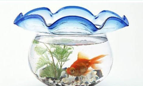 斗魚卵多久孵化出小魚