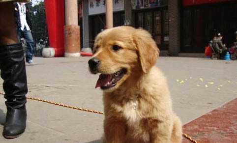 狗狗咳嗽吃什么藥可以止咳