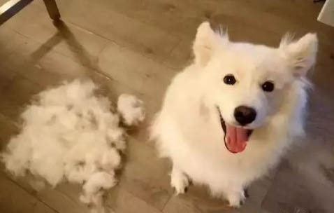 狗狗吃葉子要制止嗎?