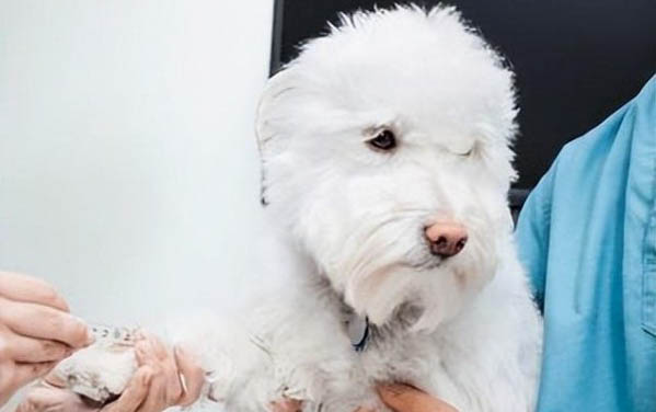 狗狗接觸了有貓瘟的貓