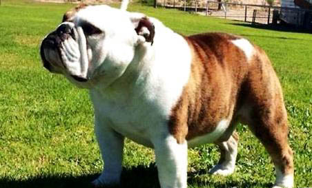 法國斗牛犬有哪些優缺點