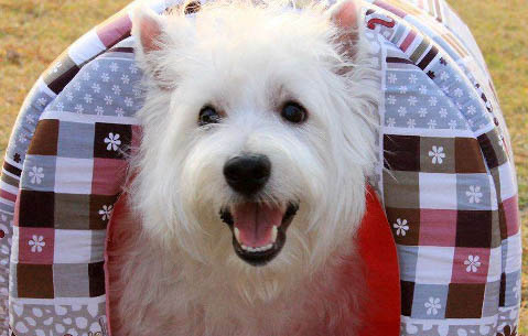 室外狗籠冬天怎么保暖