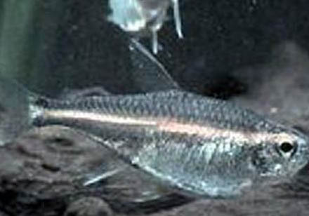 紅綠燈魚好養(yǎng)嗎